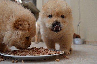How to switch puppy adult dog food weeks technique safely healthy swap meal times