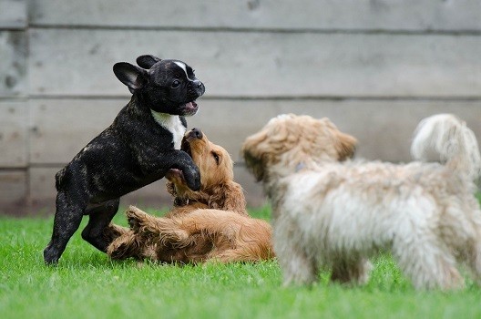 How to wear out excited puppy keep them calm quiet walk play mental stimulation