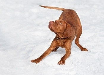Hungarian Vizsla high energy dog breed cannot be crated for too long at work