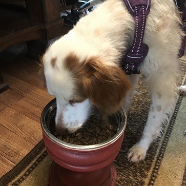 gentle giants dog food longevity claims