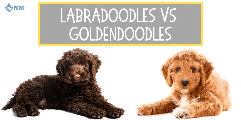 Labradoodle vs Goldendoodle