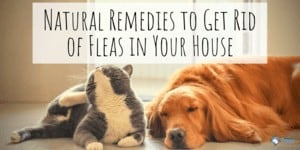 Natural Home Remedies to Get Rid of Fleas in Your House