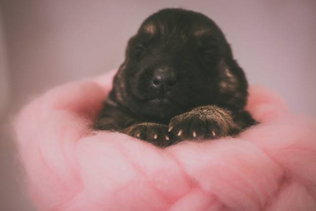 Newborn German Shepherd puppy healthy weight size growing period