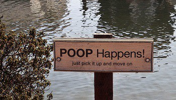 Poop happens move outdoors because dogs defecate in same place house training tips