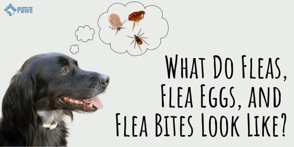 What Do Fleas, Flea Eggs, and Flea Bites Look Like_ What Do Fleas, Flea Eggs, and Flea Bites Look Like_