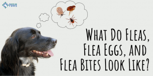 What Do Fleas, Flea Eggs, and Flea Bites Look Like_