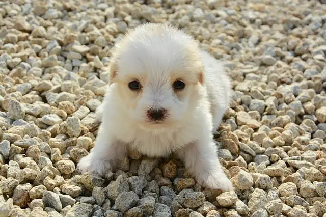 When should you switch from puppy to adult dog food age months