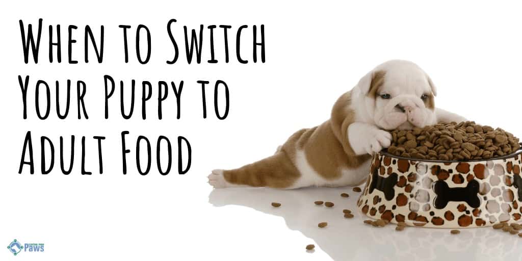 When to Switch Your Dog From Puppy to Adult Food
