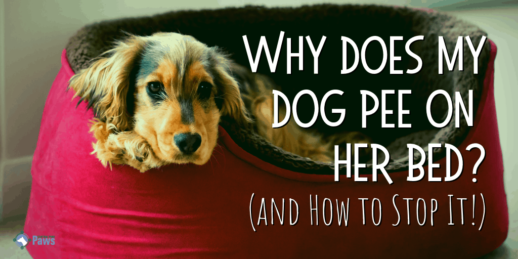 Why Does My Dog Pee on Her Bed and How to Stop It