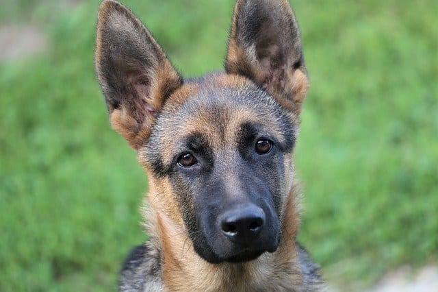 young teenage German Shepherd too heavy light for age comparison