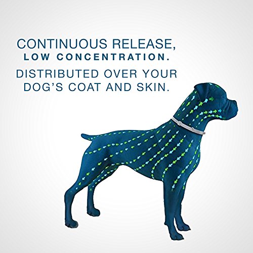 Bayer Seresto best most recommended flea and tick prevention device