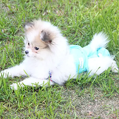 Dog diapers to prevent mess when dog pees marks their bed from incontinence