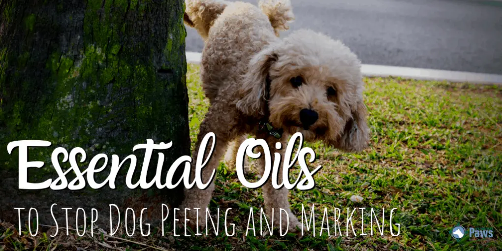 Essential Oils Sprays To Stop Your Dog From Peeing And Marking