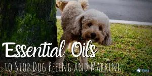 Essential Oils to Stop Dog Peeing and Marking