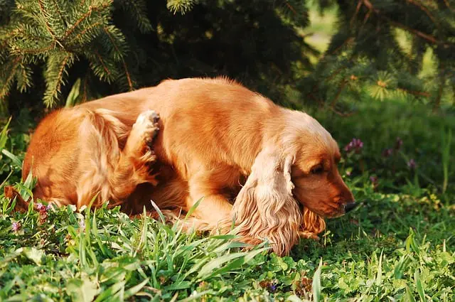 Flea infested itchy dog scratching why choose dog collar