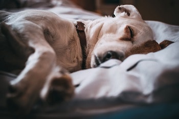 Flea prevention collar works dog sleep easily without itchiness scratching