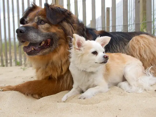 How to choose dog crate measure size height length tail ears