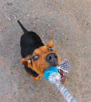 How to stop dog from peeing bed distract play games tug of war