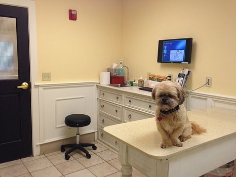 Medical reasons why dog pees marks urinates bedding UTI kidney disease