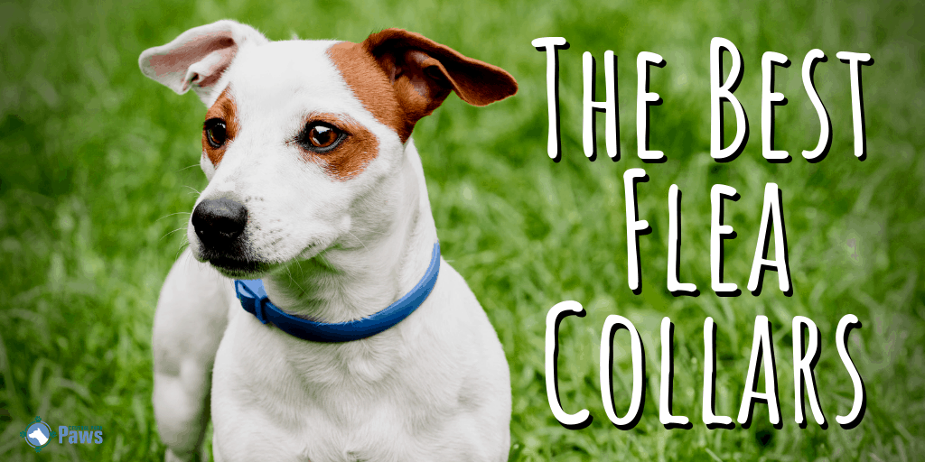 The Best Flea Collars for Dogs