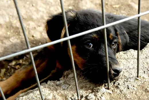 What size type crate kennel for puppy growing adult dog how to choose