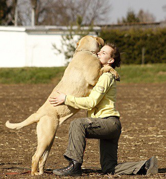 Which dog breeds fit soft crates not large huge giant mastiff st bernard