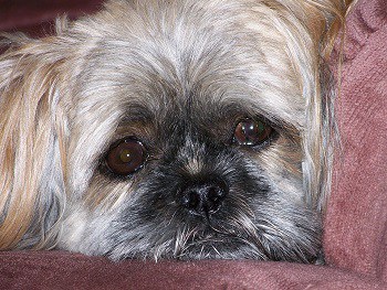 Why my dog pee bed anxious sad scared of dark abandonment afraid