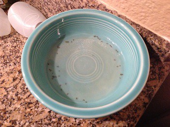 dawn dish soap flea trap with battery operated tea light attracts drowns pests