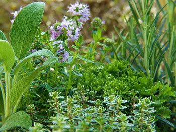 keep fleas away with plants catnip mint rosemary sage herb garden