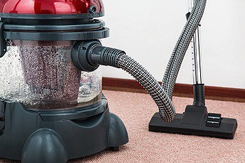vacuum cleaner constant cleaning help prevent flea egg infestation in your house