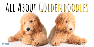 All About Goldendoodles