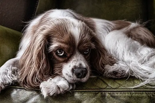 Anxious dog how to help essential oils aromatherapy topical oral application