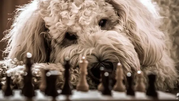 Are goldendoodles smart dogs can they learn quirkly easy to teach