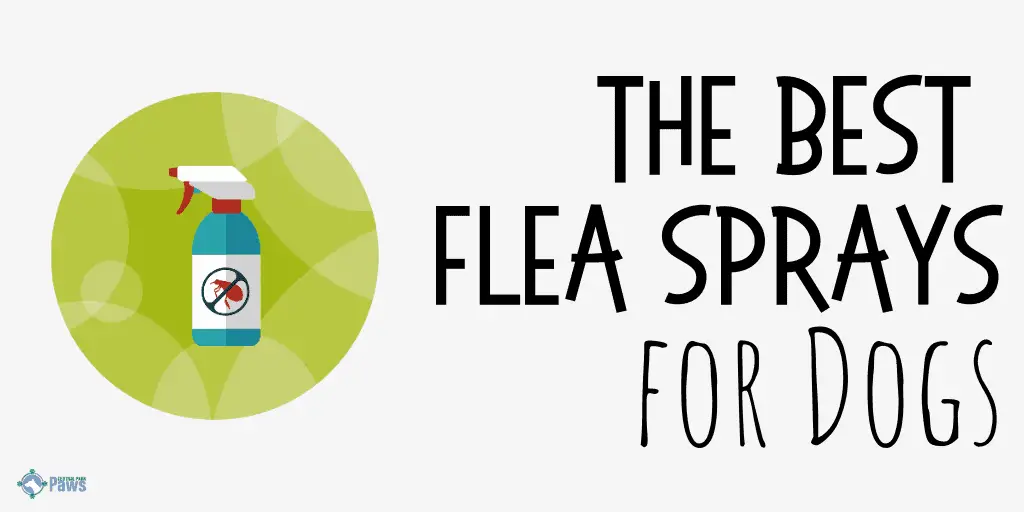 Best Flea Sprays for Dogs