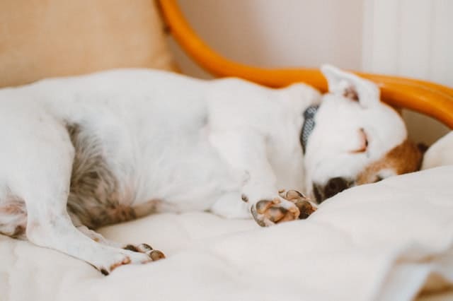 Calm sleeping dog relieved after successful anxiety treatment with essential oils or alternative treatments