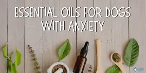 Calming Essential Oils for Dogs with Anxiety