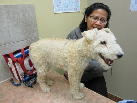 Canine acupuncture to relieve dog anxiety safe effective alternative treatments