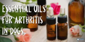 Essential Oils for Arthritis in Dogs