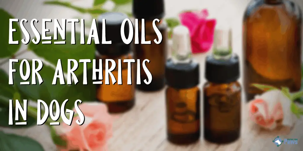 Essential Oils for Arthritis in Dogs