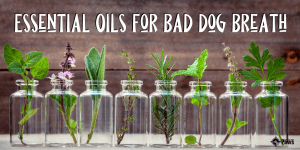 Essential Oils for Bad Dog Breath