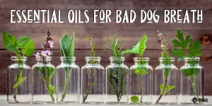 Essential Oils for Bad Dog Breath