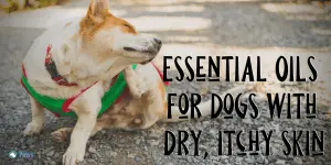 Essential Oils for Dogs with Dry, Itchy Skin