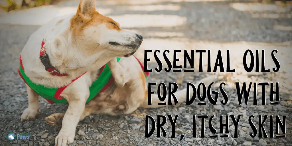 Essential Oils for Dogs with Dry, Itchy Skin