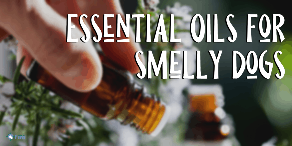 Essential Oils for Stinky Dogs that Smell Bad