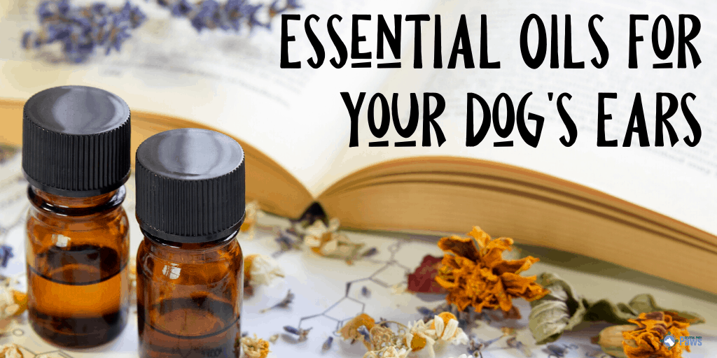 Essential Oils for Your Dog's Ears_ Cleaning, Care, and Treating Infections and Ear Mites