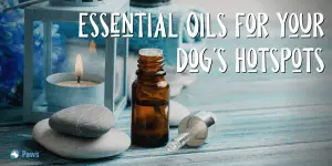 Essential Oils for Your Dog's Hotspots