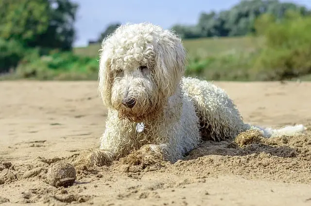 Golden doodle lab labrador golden retriever poodle breed which is better