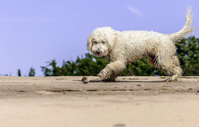 Golden doodle playing beach ball personality more personable friendly breed
