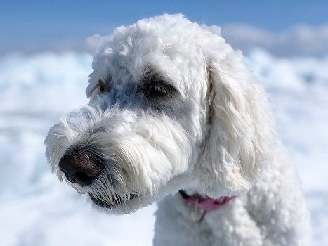 Goldendoodle coat color fur type styles flat curly wavy straight red apricot cream