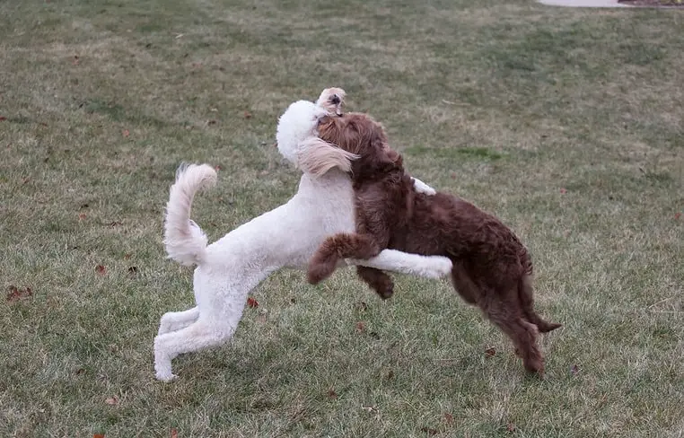 Goldendoodle left labradoodle right breed comparison physical differences
